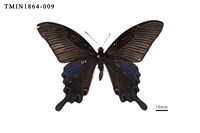 藏品(穹翠鳳蝶)的圖片